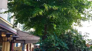 Brasserie Le Petit Marcel – photo 1