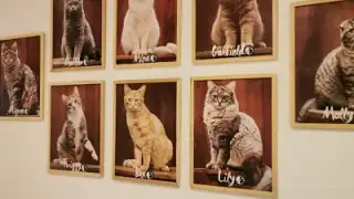 Le Comptoir des Chats – photo 3